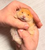 Hamster dore Hamster syrien à poil long, Animaux & Accessoires, Rongeurs, Hamster, Décembre, Domestique, Plusieurs animaux