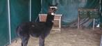 Alpaca hengst, Dieren en Toebehoren