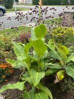 Canna altensteinii, Tuin en Terras, Ophalen