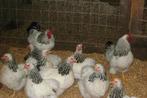 Trio Wyandotte kriel, Dieren en Toebehoren, Pluimvee, Meerdere dieren, Kip