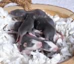 jonge tamme ratjes, Rat, Augustus, Meerdere dieren, Tam