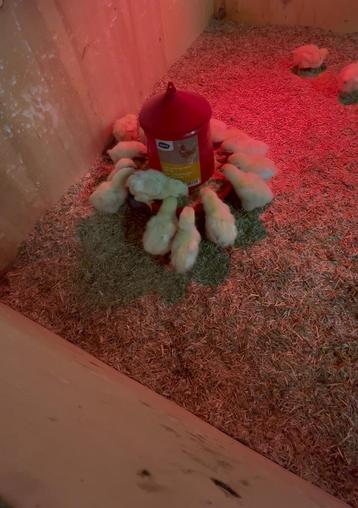 Raszuivere “Witte leghorn” kuikens beschikbaar voor biedingen