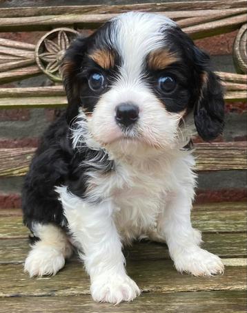 Chiot Cavalier King Charles (garçon)