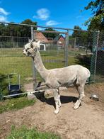 Alpaca dekhengst met stamboom, Dieren en Toebehoren, Hengst