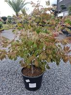 Acer Palmatum Aconitifolium - Japanse Esdoorn, Tuin en Terras, Planten | Bomen, Ophalen, Halfschaduw