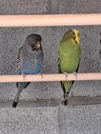 Grasparkiet pop, Dieren en Toebehoren, Vogels | Parkieten en Papegaaien, Vrouwelijk, Parkiet, Geringd