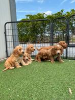 Prachtige cockapoo pups (cocker spaniël x dwergpoedel), België, Overige rassen, CDV (hondenziekte), 8 tot 15 weken