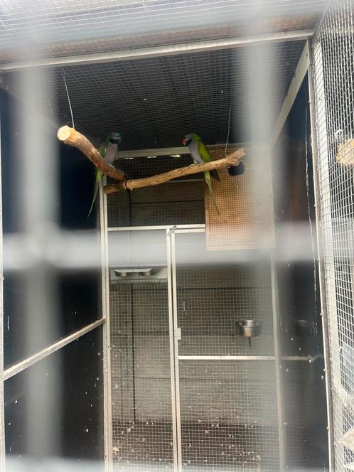 Koppel derbyan parkieten, Dieren en Toebehoren, Vogels | Parkieten en Papegaaien