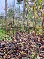 Rode bessenstruiken, Tuin en Terras, Planten | Struiken en Hagen, Ophalen, Struik