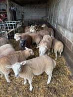 Te koop, Dieren en Toebehoren, Mannelijk, Schaap