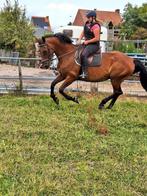 Paard tekoop, Dieren en Toebehoren, Paarden, M