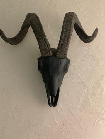 decoratieve zwarte schedel beschikbaar voor biedingen