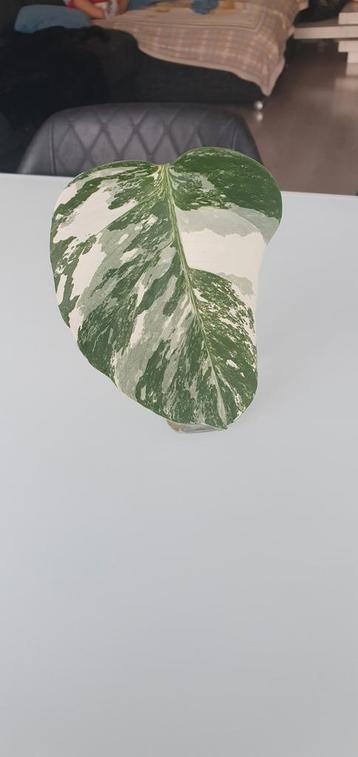 Monstera variegata stek, Huis en Inrichting, Ophalen of Verzenden
