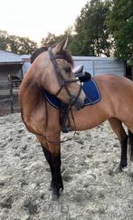 Halve stal D-pony Wetteren, Dieren en Toebehoren