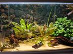 Prachtige aqualantis 100L, Dieren en Toebehoren, Ophalen, Zo goed als nieuw