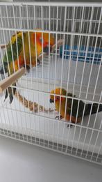 Tamme baby Zonparkieten, Dieren en Toebehoren, Vogels | Parkieten en Papegaaien, Geslacht onbekend, Parkiet, Geringd