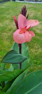 Canna City of Portland, Ophalen