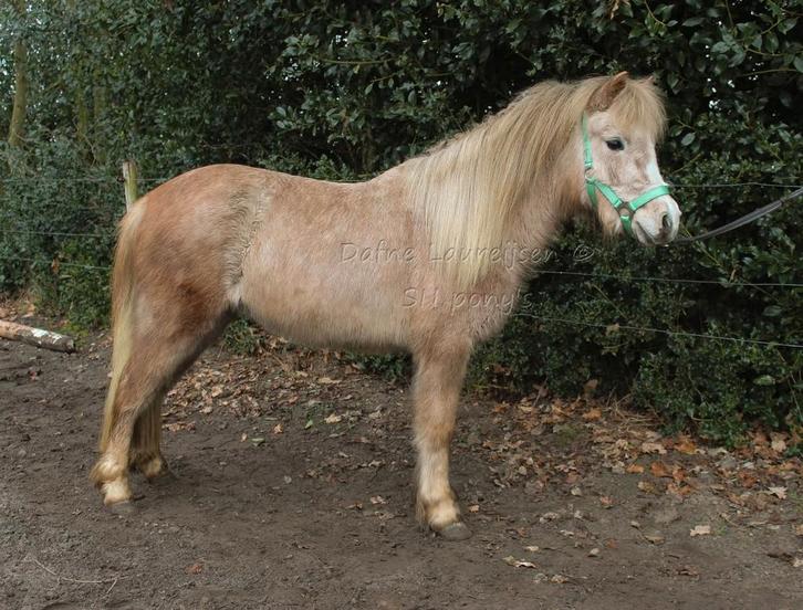 2.5 jarige Welsh merrie, Dieren en Toebehoren, Pony's, Merrie, Onbeleerd, A pony (tot 1.17m), Gechipt, Ontwormd
