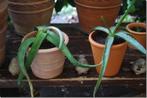 Aloë (2 stuks), Ophalen, Vetplant, In pot, Volle zon