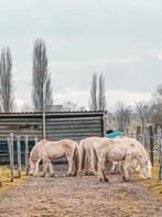 Verzorger/bijrijder gezocht voor fjorden, Stalling, 2 of 3 paarden of pony's