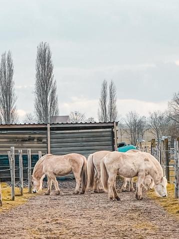 Verzorger/bijrijder gezocht voor fjorden beschikbaar voor biedingen