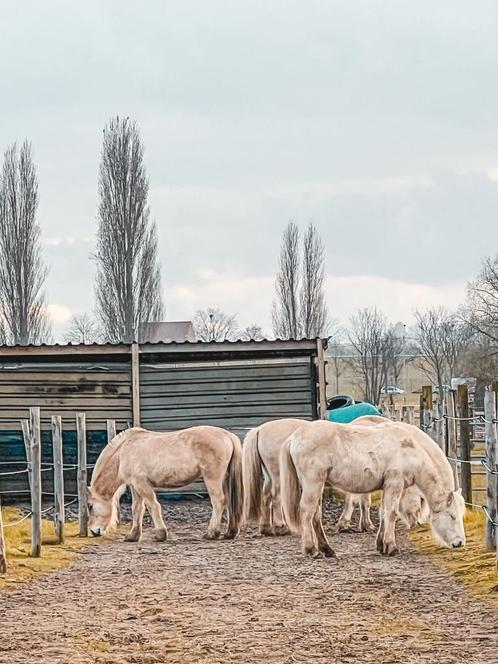 Verzorger/bijrijder gezocht voor fjorden, Dieren en Toebehoren, Stalling en Weidegang, Stalling, 2 of 3 paarden of pony's