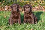 Labrador pups te koop (chocoladebruin), Dieren en Toebehoren, België, CDV (hondenziekte), 8 tot 15 weken, Labrador retriever