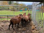 Kameroenschaap  ram te koop, Dieren en Toebehoren, Mannelijk