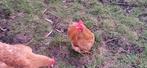 Jeune coq nain