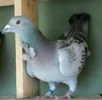 Ik ben op zoek naar een duif met een strik, Dieren en Toebehoren, Geslacht onbekend, Postduif