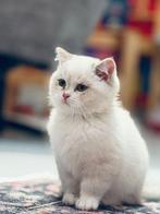 Britse korthaar kittens, Dieren en Toebehoren, Katten en Kittens | Raskatten | Korthaar, Kater, Ontwormd