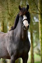 Prachtige welsh merie 7y, Dieren en Toebehoren, Paarden, Merrie, Zadelmak, Gechipt, 7 tot 10 jaar