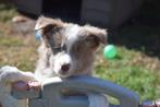 Border collie pups, verschillende kleuren, Dieren en Toebehoren, Honden | Herdershonden en Veedrijvers, België, CDV (hondenziekte)