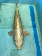Mukashi Ogon 45cm, Karper of Koi