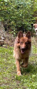 Duitse herder dame, Dieren en Toebehoren, België, Fokker | Hobbymatig, Eén hond, 3 tot 5 jaar