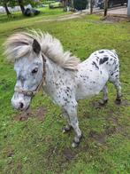 mini paardje, Dieren en Toebehoren, Hengst, Gechipt