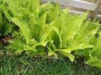 Stekjes varen, Jardin & Terrasse, Plantes | Jardin, Fougères, Enlèvement, Mi-ombre, Plante fixe