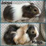 Jonge cavia’s die het nest kunnen verlaten., Dieren en Toebehoren, Knaagdieren, Meerdere dieren, Cavia, Tam