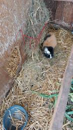 Mannelijke cavia gratis, Dieren en Toebehoren, Cavia, Augustus, Mannelijk, Tam