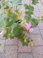 Geranium, Tuin en Terras, Planten | Tuinplanten, Ophalen, Bodembedekkers, Volle zon, Vaste plant