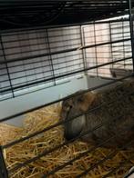 Duitse hangoor, Mei, Meerdere dieren, Overige typen, Tam