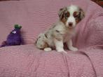 Australische herder pup reutje, België, Reu, CDV (hondenziekte), 8 tot 15 weken