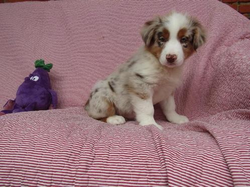 Australische herder pup reutje, Dieren en Toebehoren, Honden | Herdershonden en Veedrijvers, Reu, Herder, Fokker | Professioneel