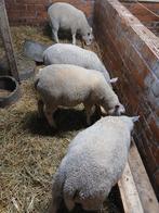 4 jonge bokken van februari, Dieren en Toebehoren, Schapen, Geiten en Varkens