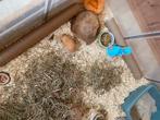 Goudhamster zoekt nieuwe thuis, Mei, Mannelijk, Hamster