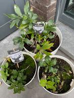 Helleborus x 3 in pot, Ophalen, Winter, Vaste plant, Overige soorten