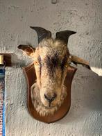 Bok, Verzamelen, Ophalen of Verzenden, Gebruikt, Boerderijdier, Gewei of Kop