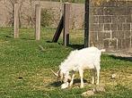 Saanen geiten, Meerdere dieren, Geit, 3 tot 5 jaar