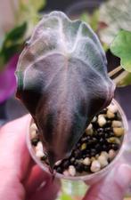 Alocasia Venom, Ophalen of Verzenden