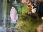 Witte zoenvis grote zilverhaai en maanvis te koop, Dieren en Toebehoren